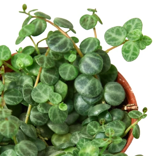 Peperomia 'String of Turtles'