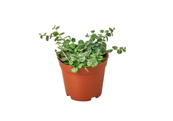 Peperomia 'String of Turtles'