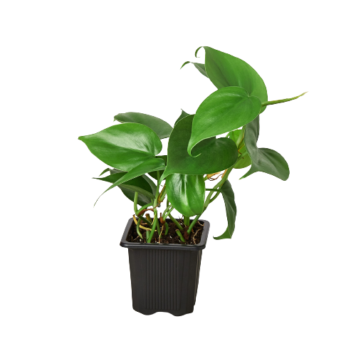 Philodendron 'Cordatum'