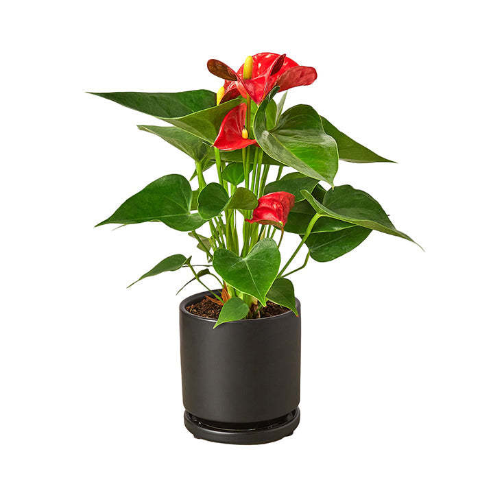 Anthurium 'Red' & Pot