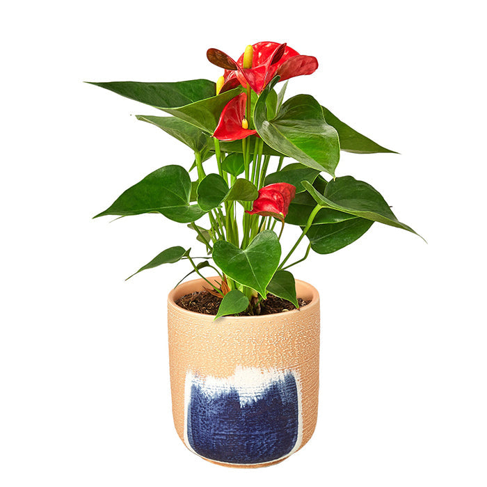 Anthurium 'Red' & Pot