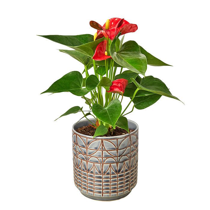 Anthurium 'Red' & Pot