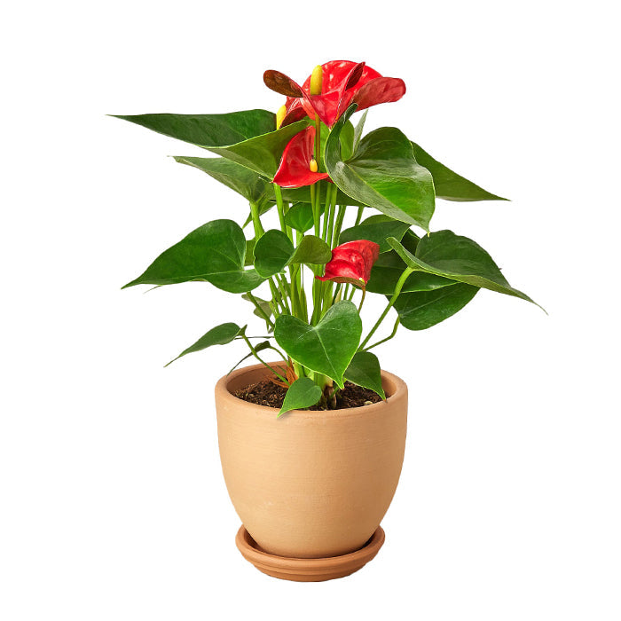 Anthurium 'Red' & Pot