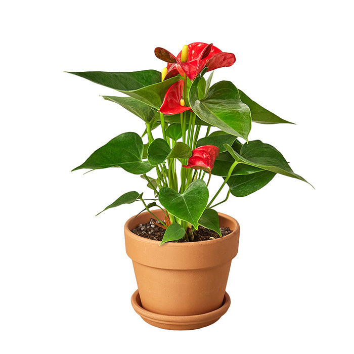 Anthurium 'Red' & Pot