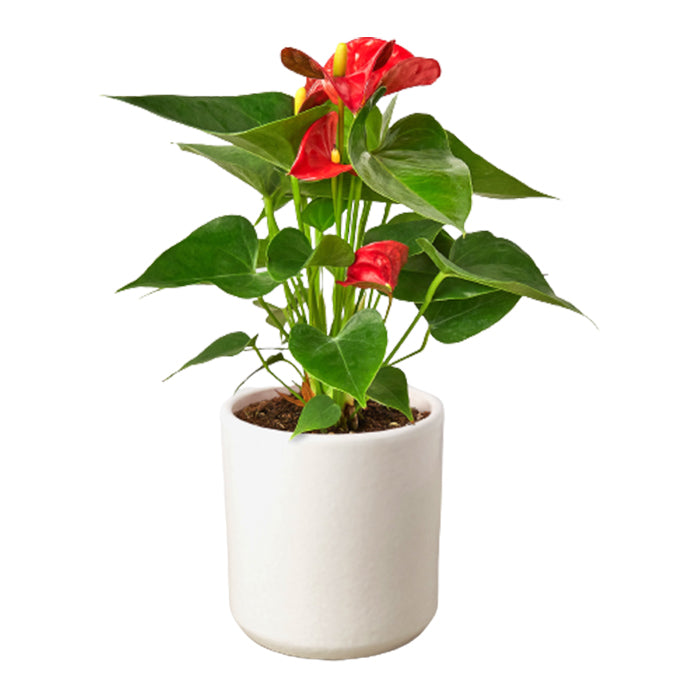 Anthurium 'Red' & Pot