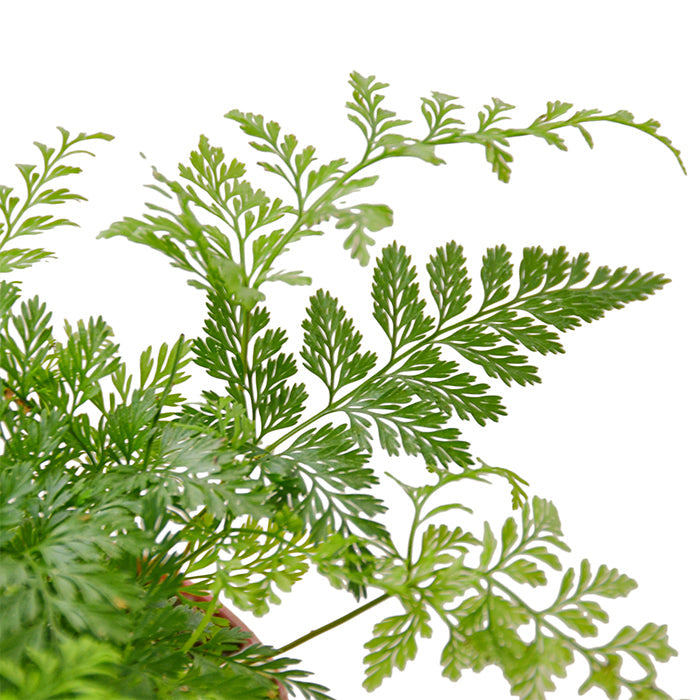 Fern 'Rabbit Foot'