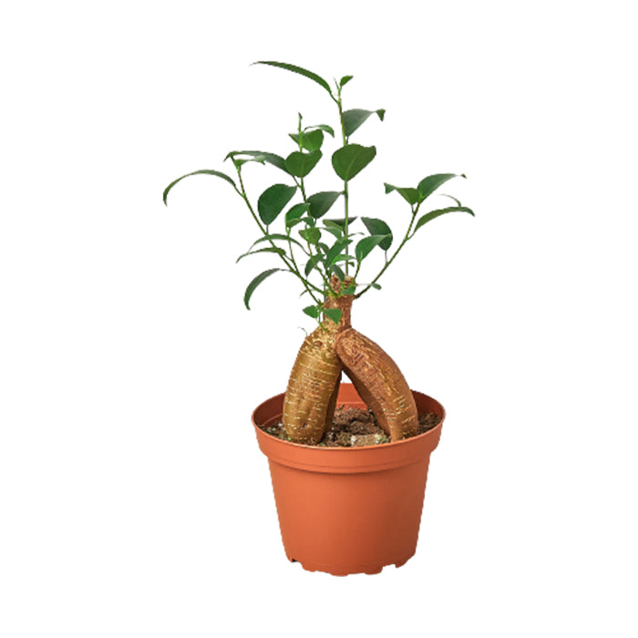 Ficus 'Ginseng'