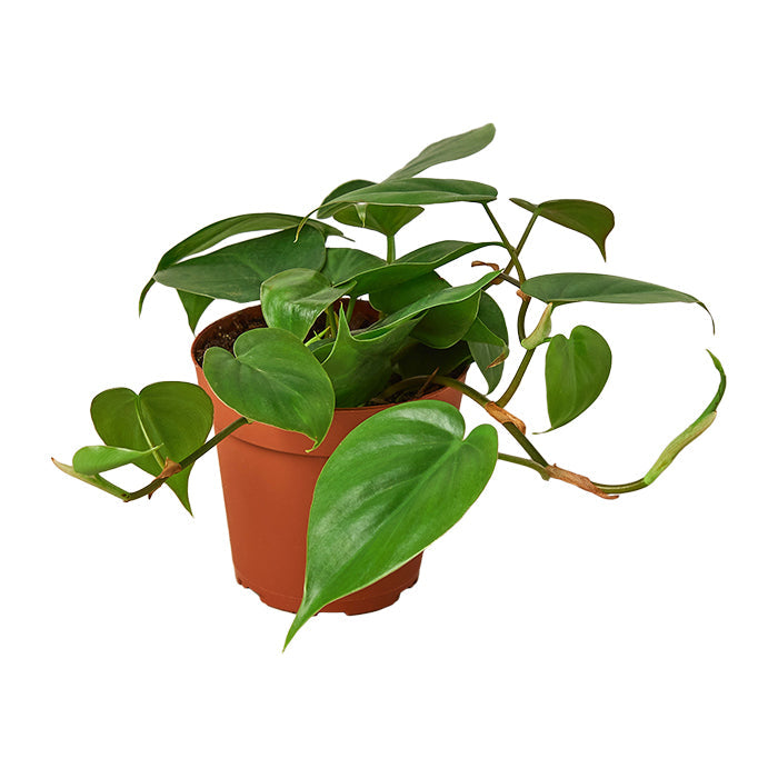 Philodendron 'Cordatum'