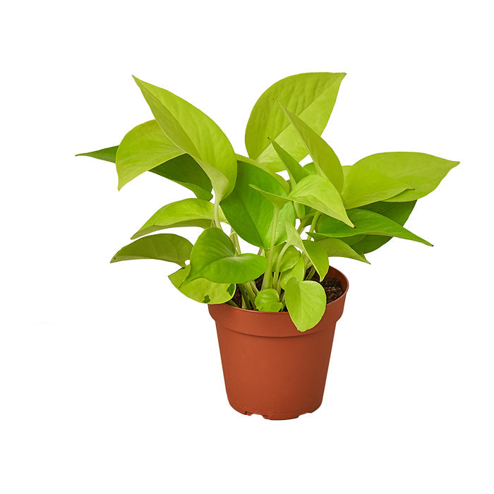 Pothos ‘Neon’