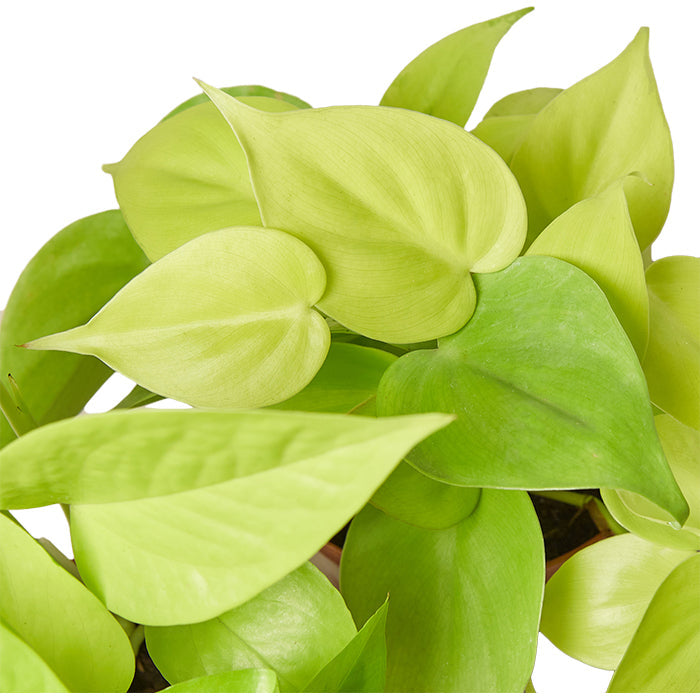 Pothos ‘Neon’