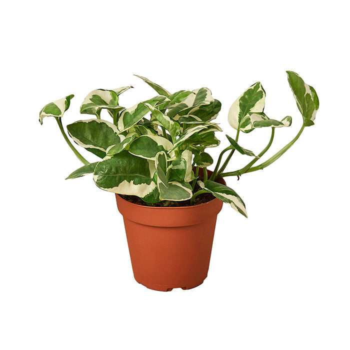 Pothos 'n' Joy