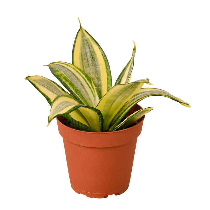 Snake Plant 'Gold Star'