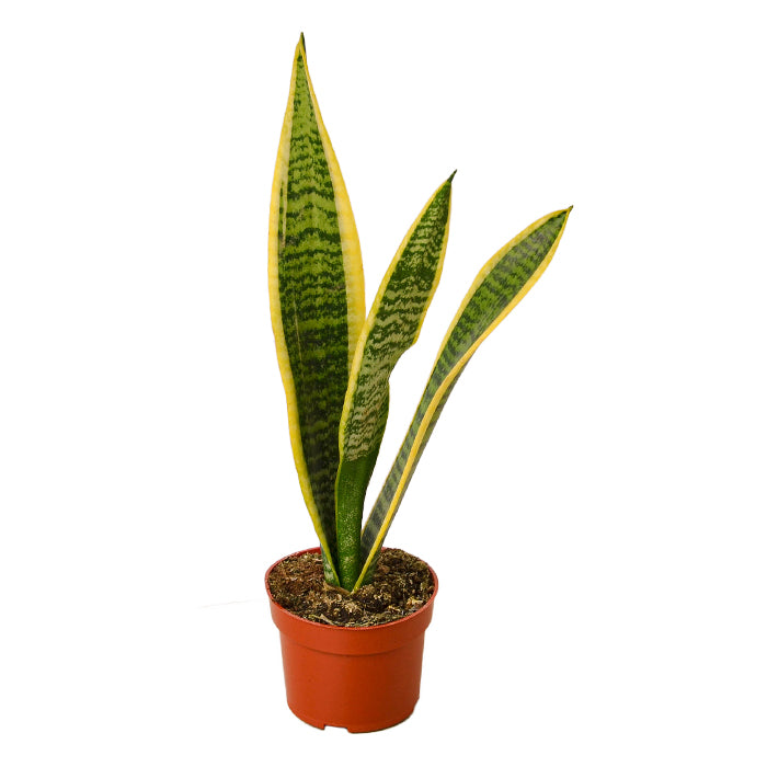 Snake Plant 'Laurentii'