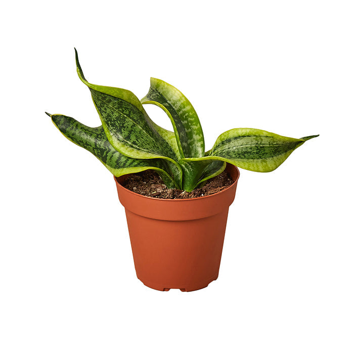 Snake Plant 'Twist'