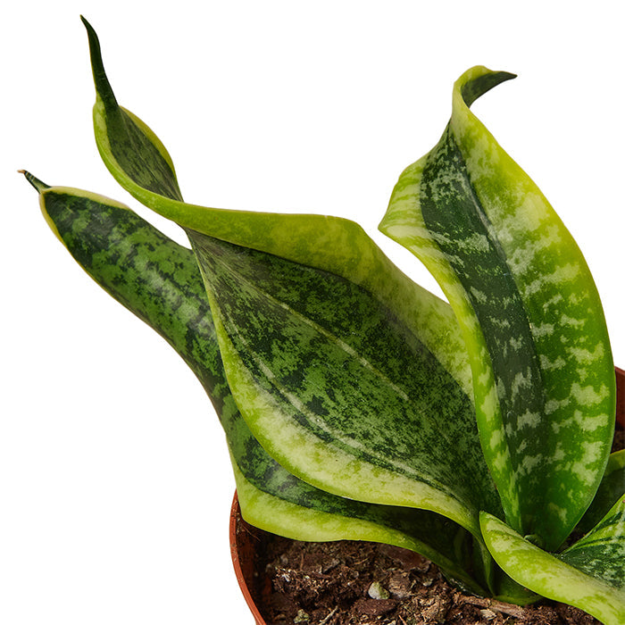Snake Plant 'Twist'