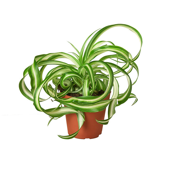 Spider Plant 'Bonnie'