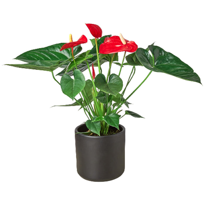 Anthurium 'Red' & Pot