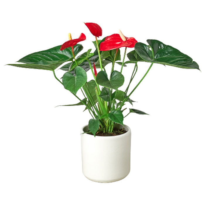 Anthurium 'Red' & Pot