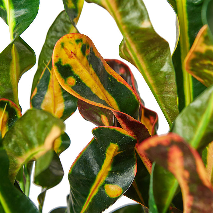 Croton 'Mammy'