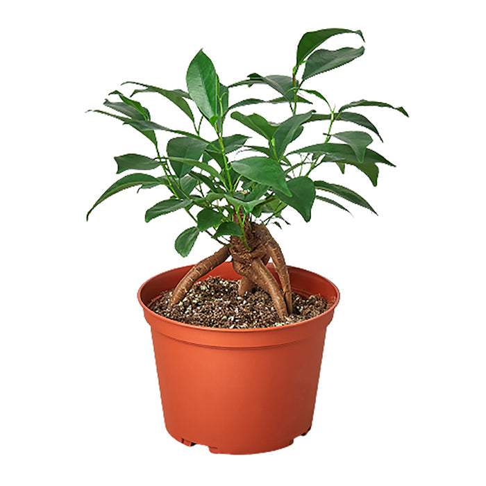 Ficus 'Ginseng'
