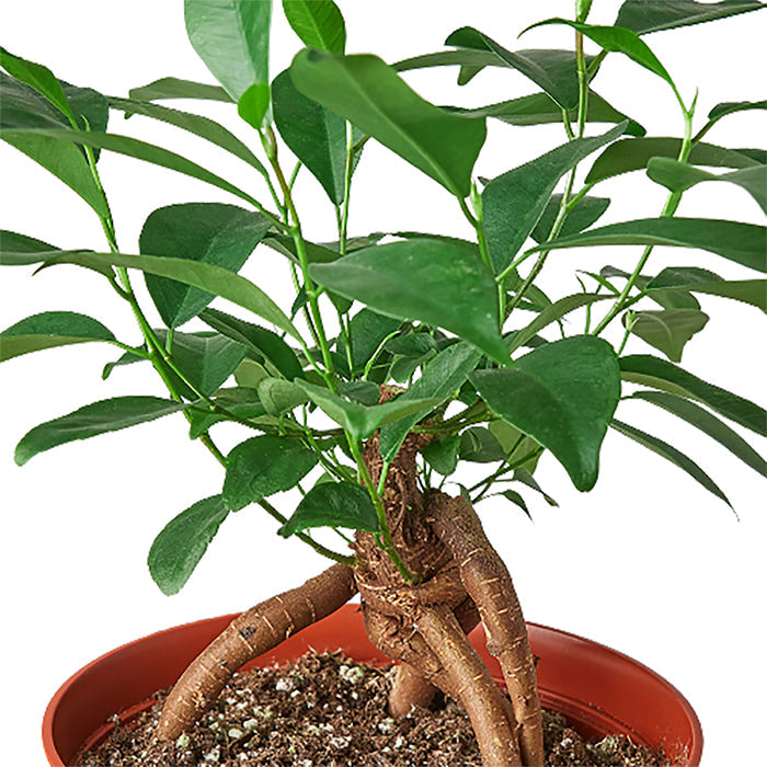 Ficus 'Ginseng'