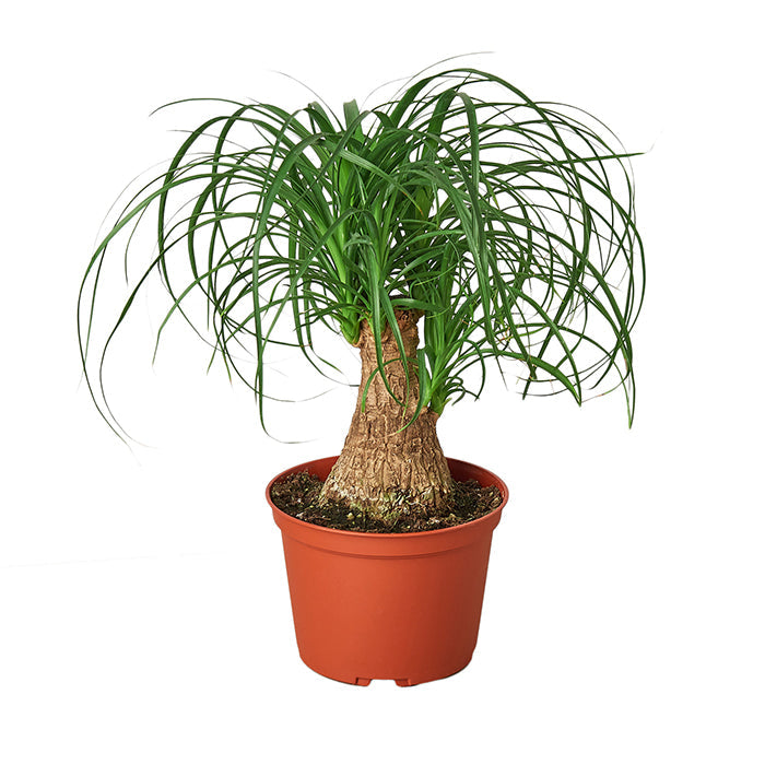 Ponytail Palm