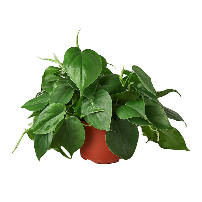 Philodendron 'Cordatum'