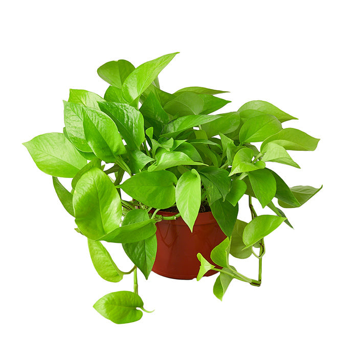 Pothos ‘Neon’