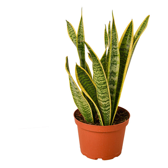 Snake Plant 'Laurentii'