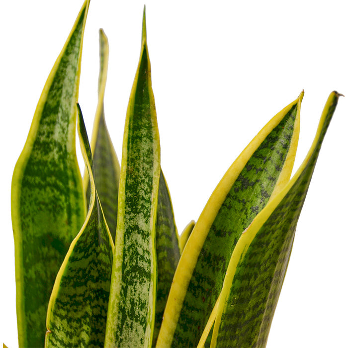 Snake Plant 'Laurentii'