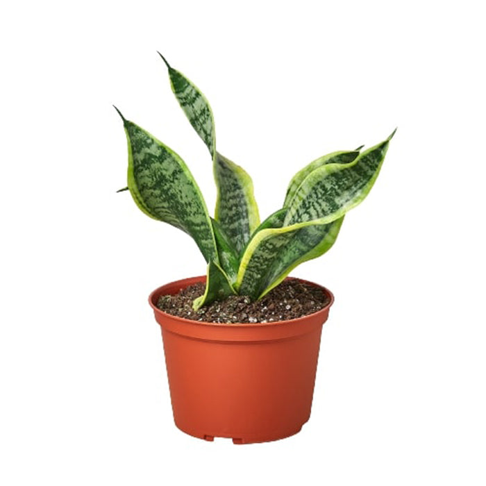 Snake Plant 'Twist'