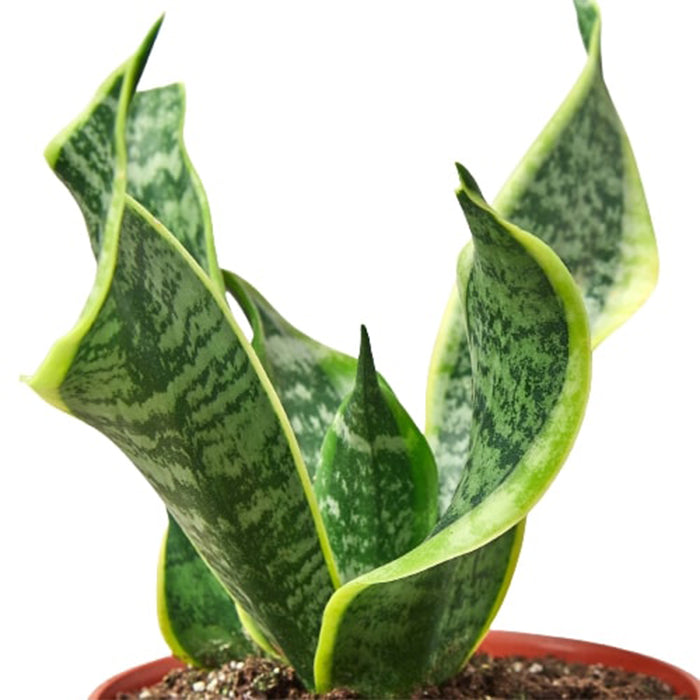Snake Plant 'Twist'