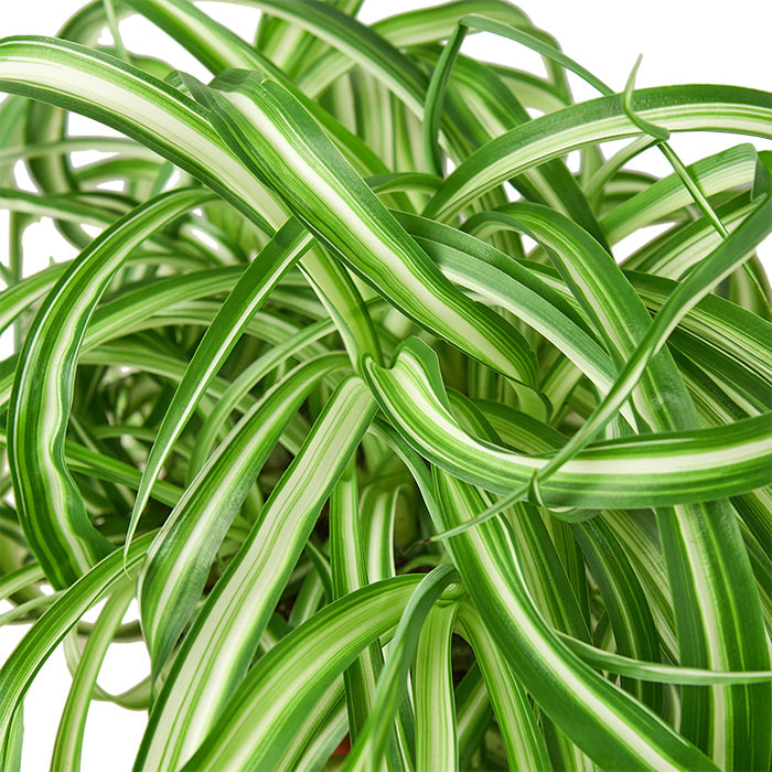 Spider Plant 'Bonnie'