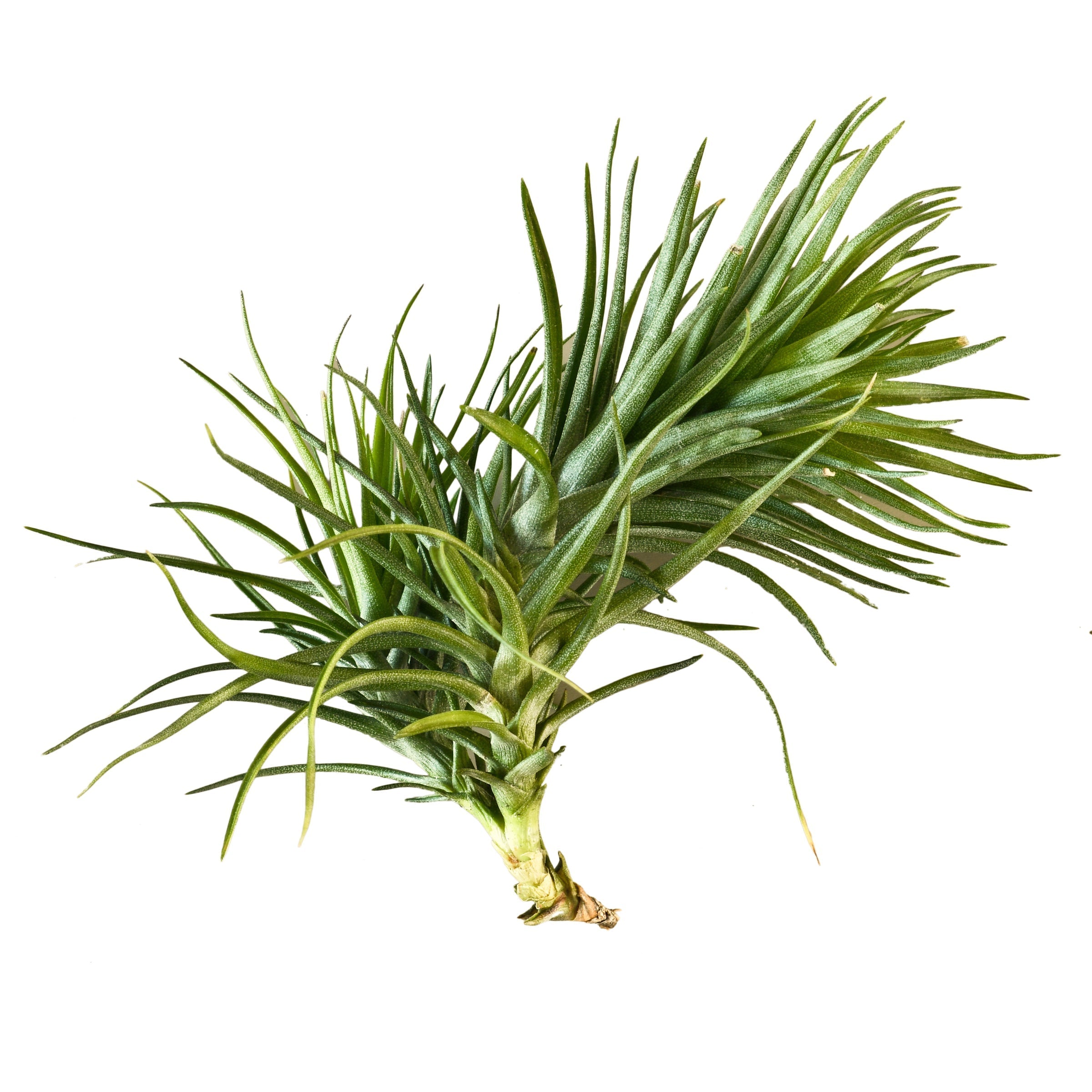 Air Plant 'Montana'