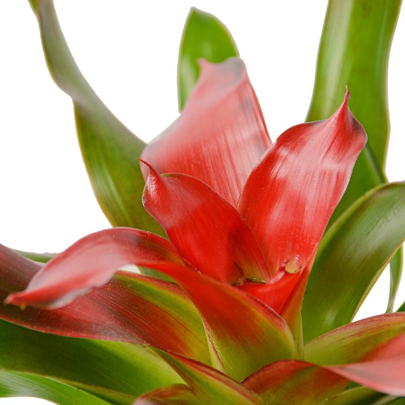 Bromeliad 'Medusa'