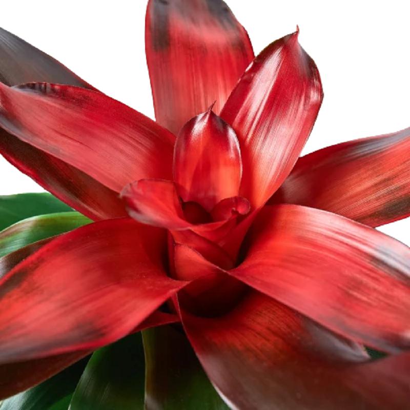 Bromeliad 'Medusa'