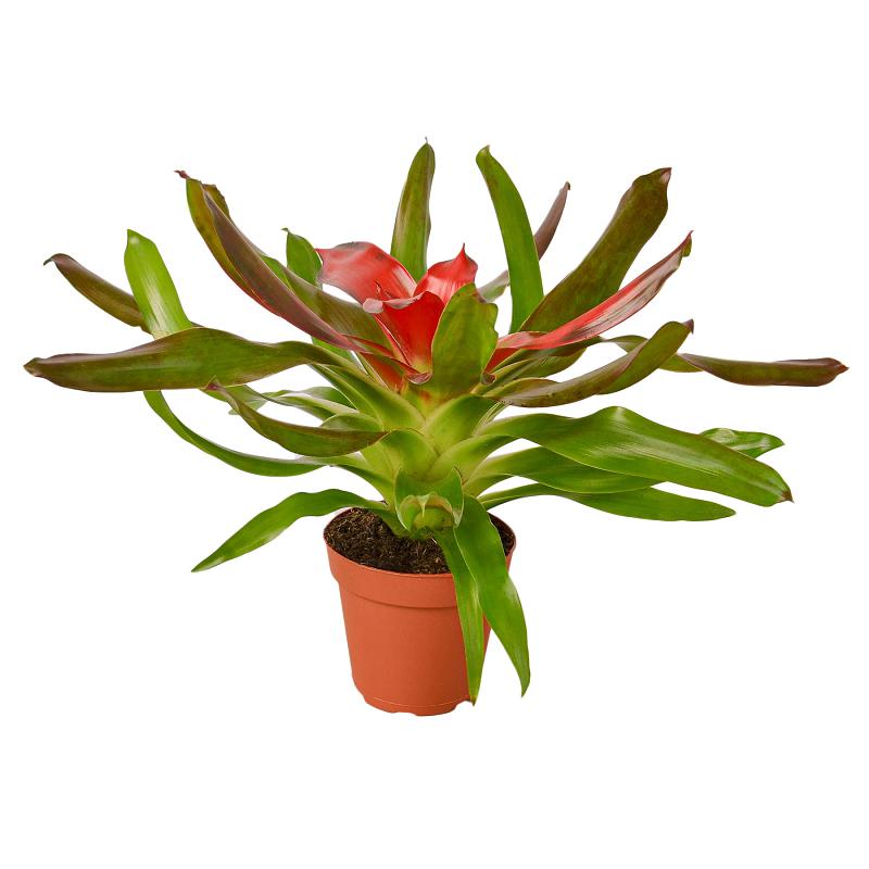 Bromeliad 'Medusa'