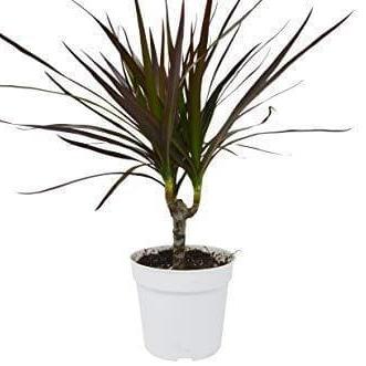 Dracaena 'Magenta'