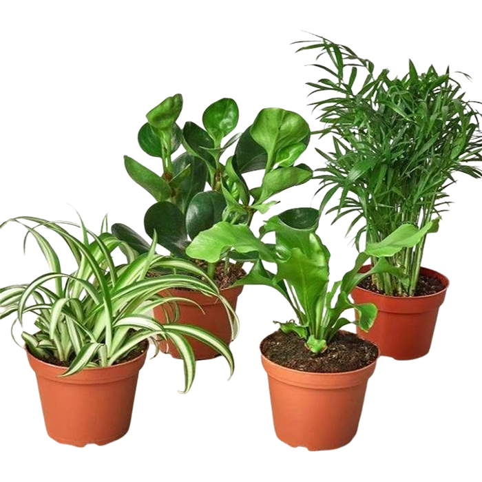 Pet-Friendly Variety Bundle