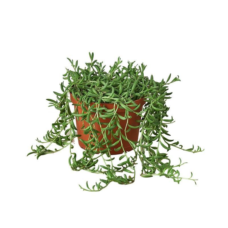 Succulent 'String Of Bananas'