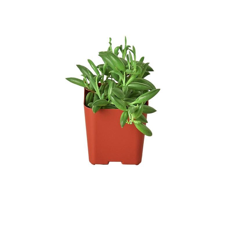 Succulent 'String Of Bananas'